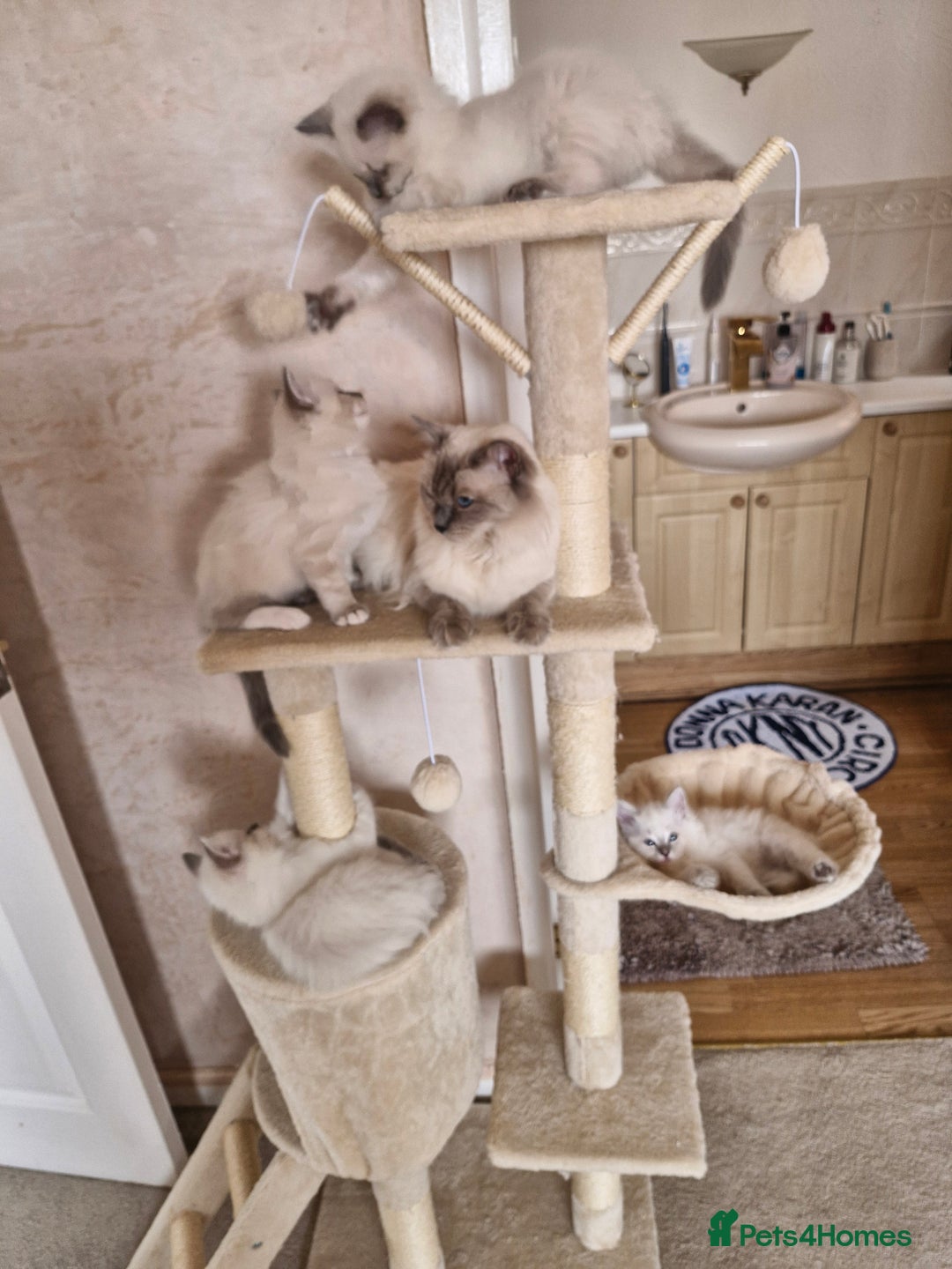 Ragdoll cats for sale: RAGDOLL KITTENS❣️FUR BABIES READY TO GO - Image 5