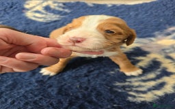 Cocker Spaniel dogs for sale: Kc registered working cocker spaniels - Image 2