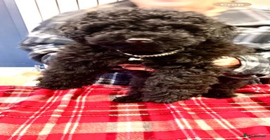 Toy Poodle dogs Quality pups from health tested parent's  - Advert 5