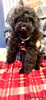 Toy Poodle dogs Quality pups from health tested parent's - Advert 5