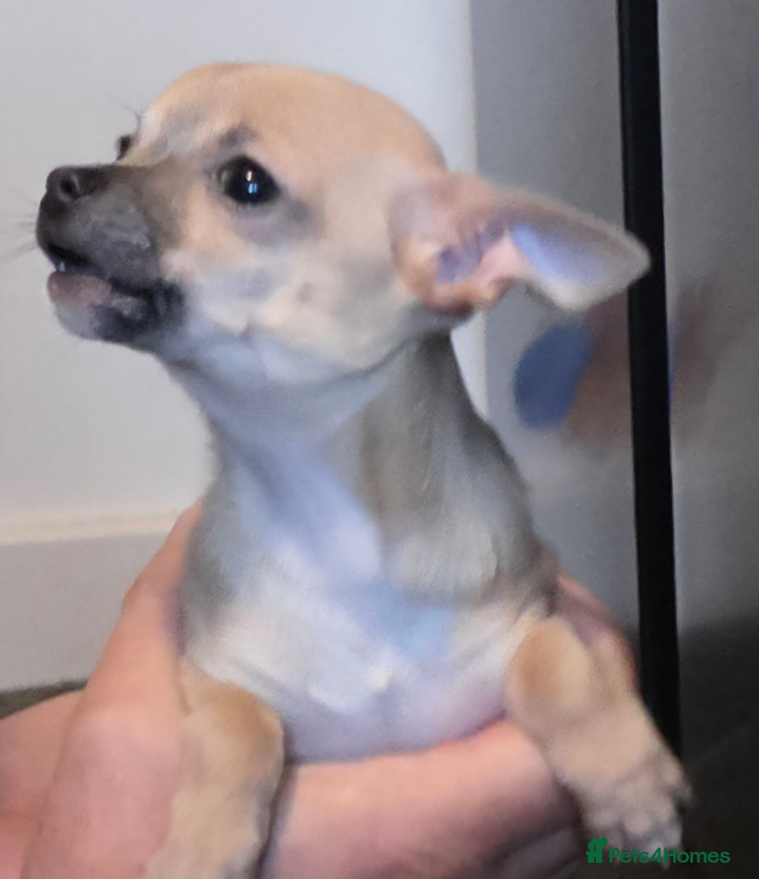 Chihuahua dogs for sale: Toy Chihauhau,1 cute girl left - Advert 9