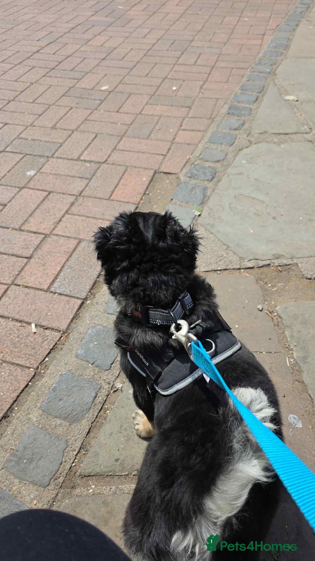 Pug dogs for sale: Scar fluffy pug - Image 18