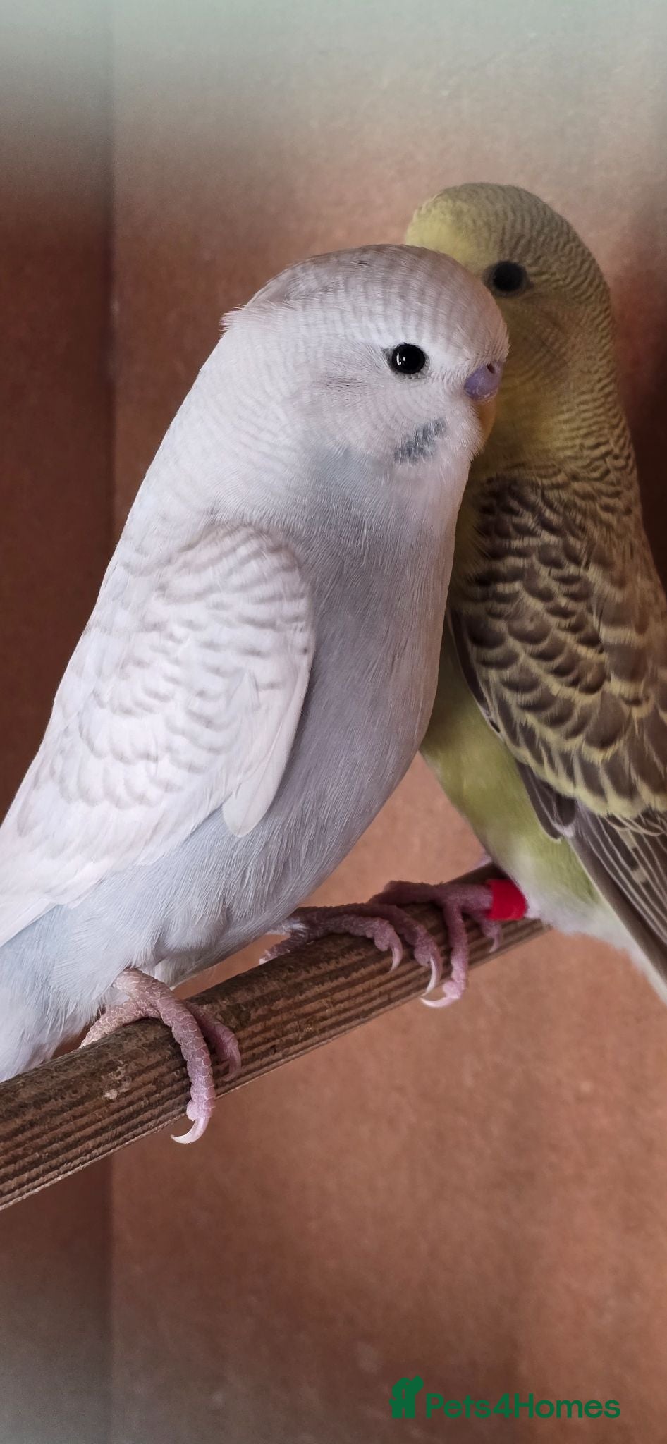 Budgerigars birds Gorgeous Baby Budgies - Advert 2