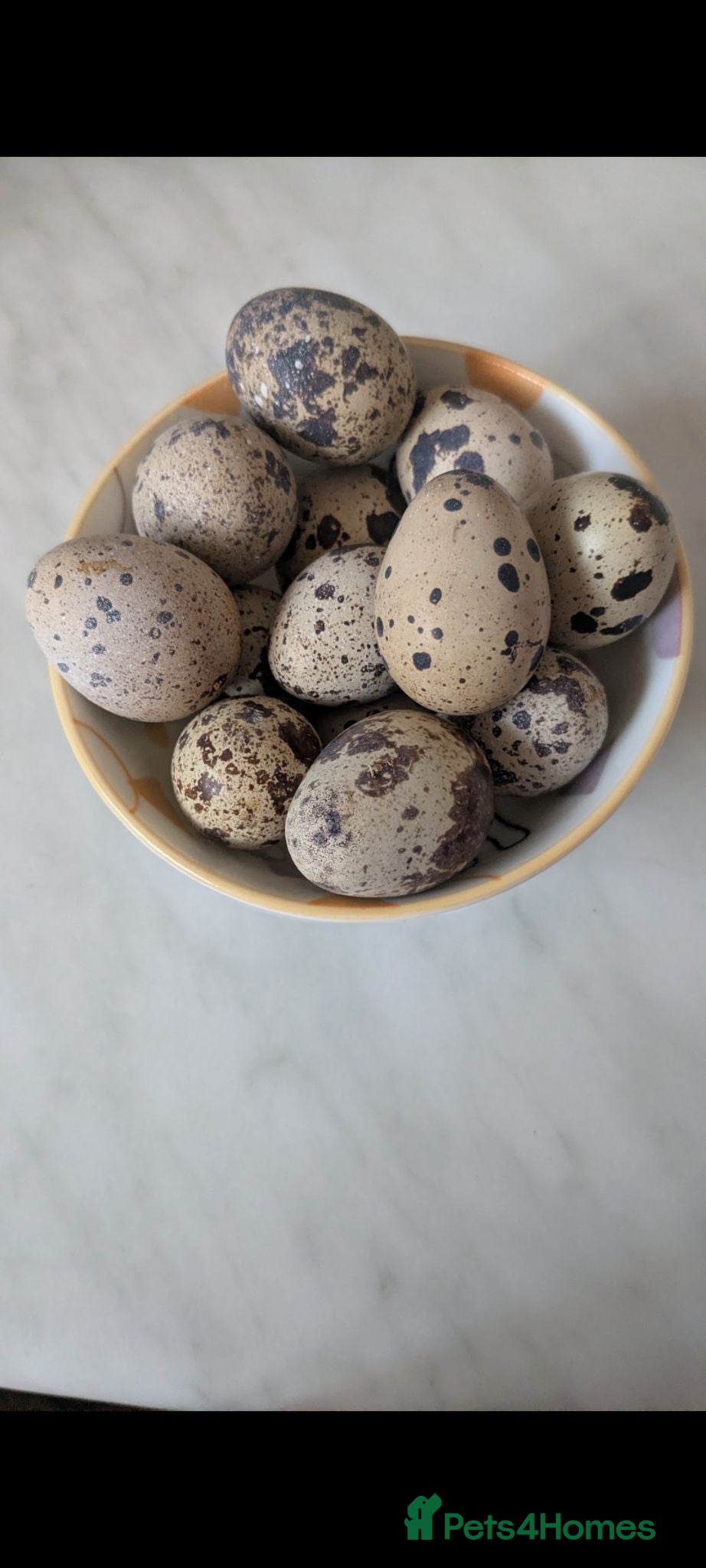 Quail poultry coturnix & button quail fertile hatching eggs  - Advert 3