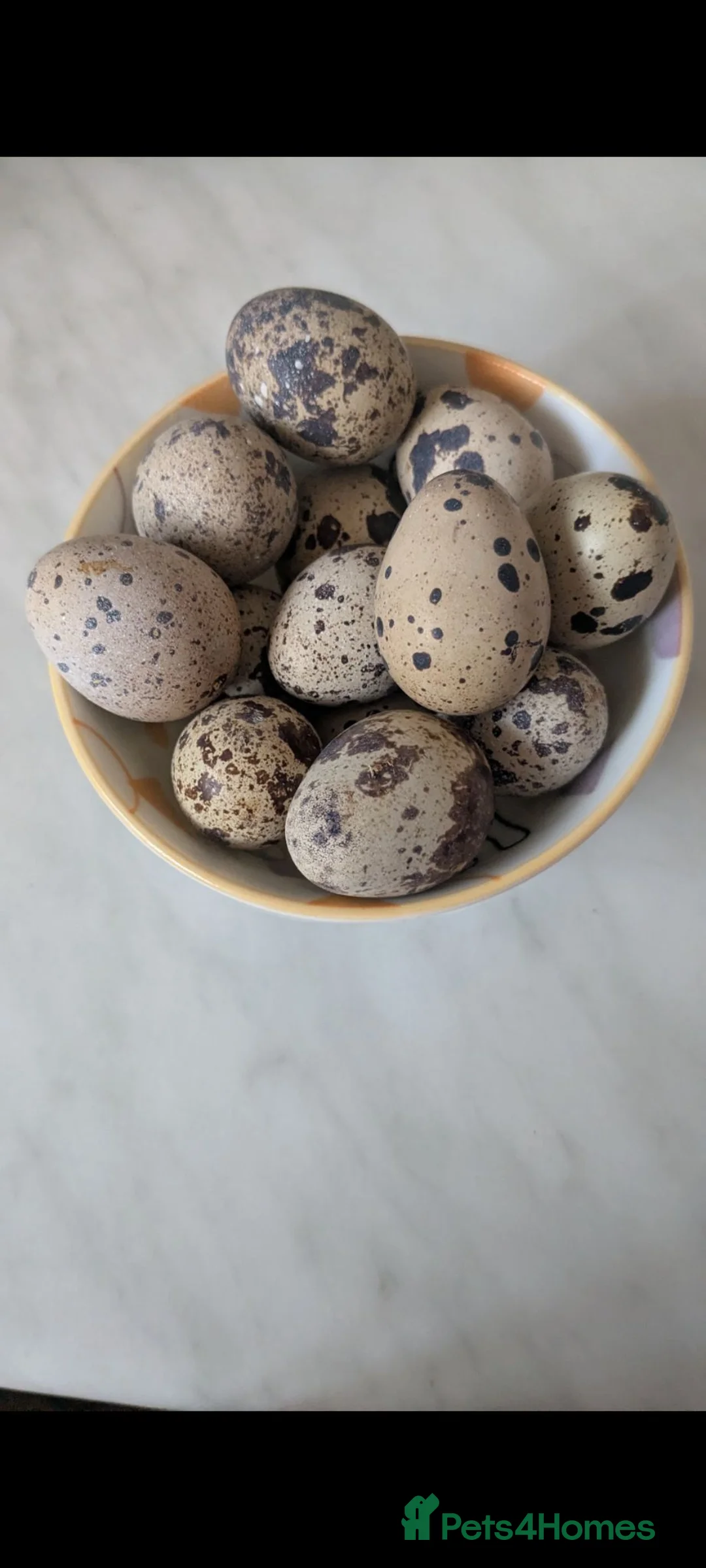 Quail poultry for sale: coturnix & button quail fertile hatching eggs  in Fleet - Advert 1