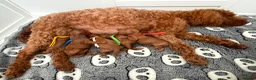 Toy Poodle dogs for stud: Kc health tested toy poodle for stud - Advert 6