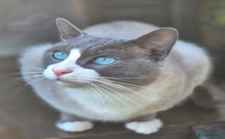 Snowshoe cats Stunning confident friendly TICA Snowshoe cats - Advert 1