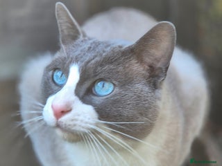 Snowshoe cats Stunning confident friendly TICA Snowshoe cats - Advert 3