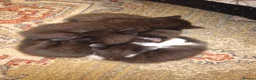 British Shorthair cats for sale: Of British  in Feltham - Advert 3