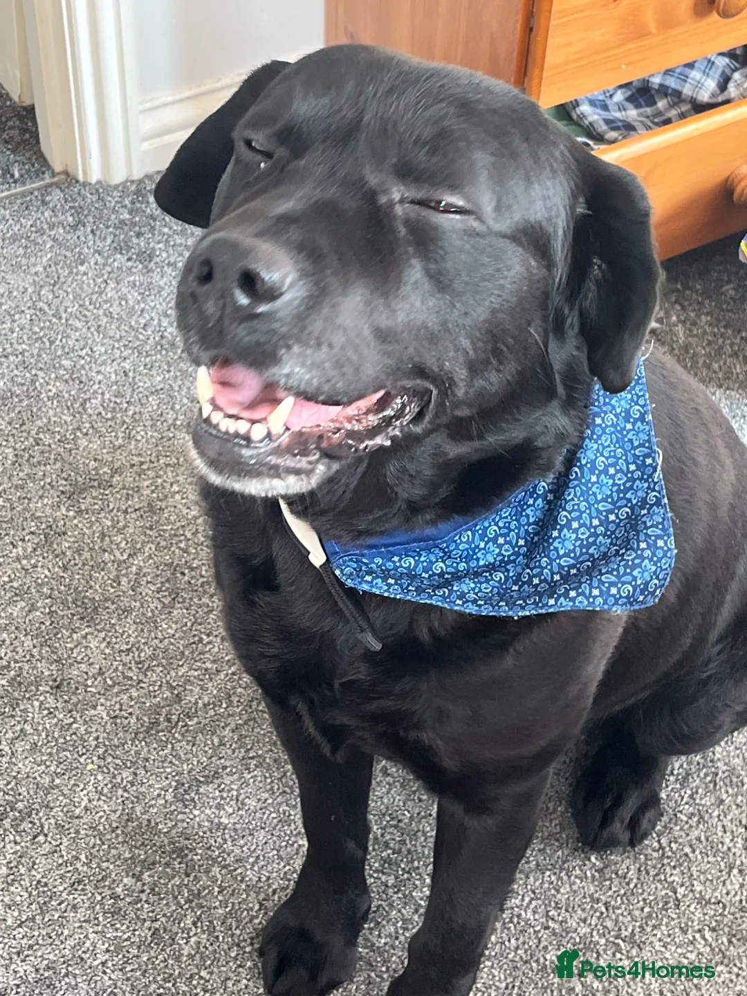 Labrador Retriever dogs for sale: Black Labrador  - Advert 5