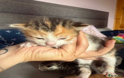 Mixed Breed cats for sale: Kittens  - Image 5