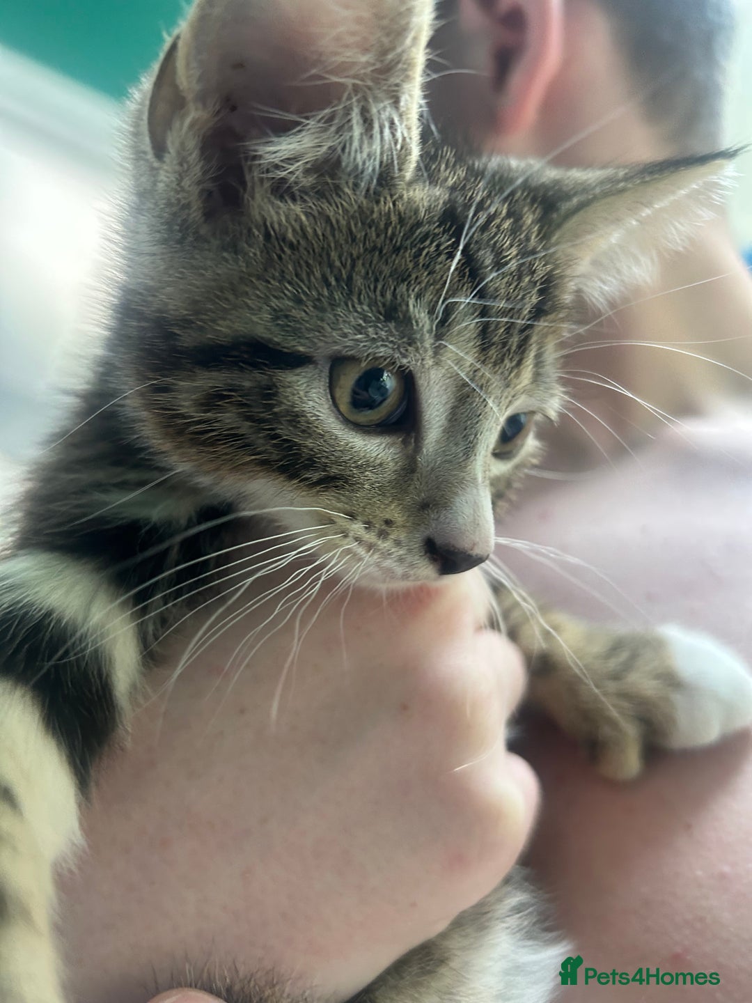 British Shorthair cats for sale: Kittens  - Image 8