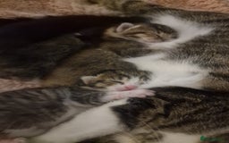 Mixed Breed cats for sale: X3 BEAUTIFUL KITTENs - Advert 3