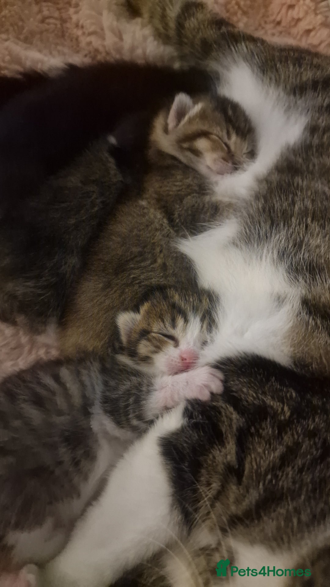 Mixed Breed cats for sale: X3 BEAUTIFUL KITTENs - Advert 3