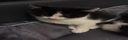 Mixed Breed cats for sale:  Adorable Kittens Looking for Their Forever Homes - Advert 21