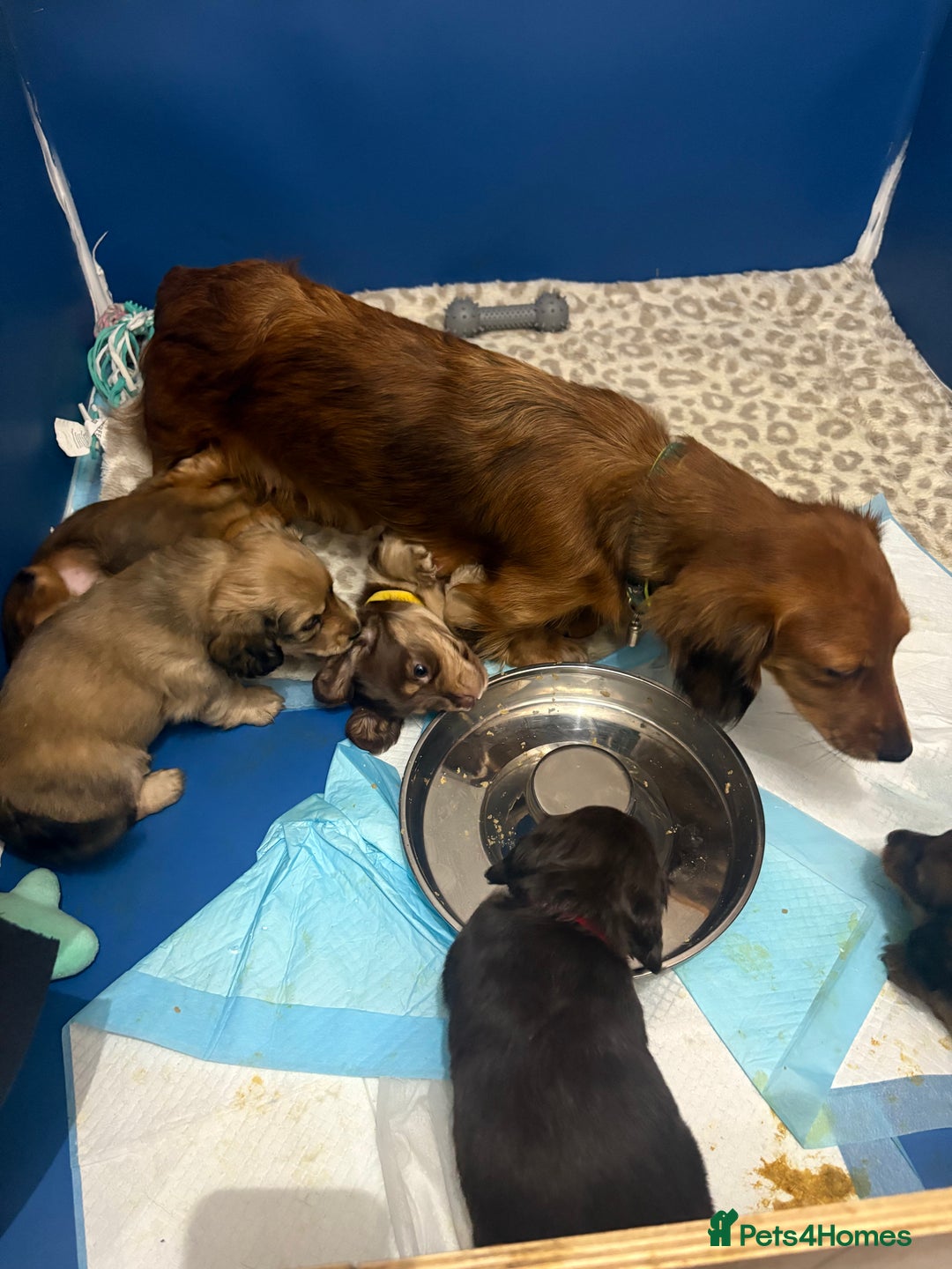 Dachshund dogs for sale: Dachshund puppies for sale  - Advert 9