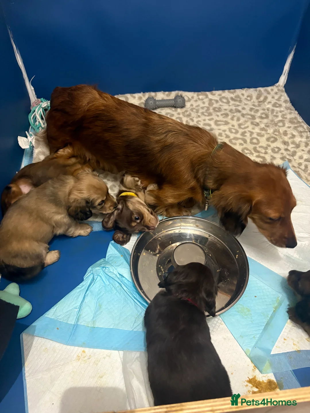 Dachshund dogs for sale: 2x Red dapple Dachshund puppies ready to go.. - Advert 5