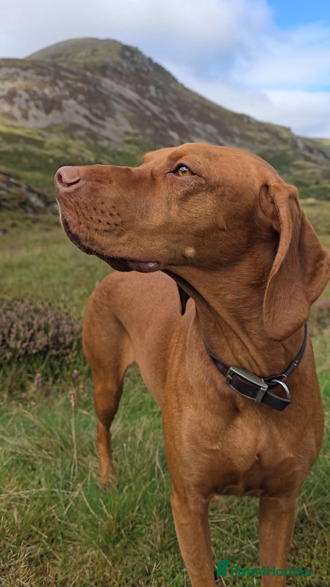 Hungarian Vizsla dogs 9 Vizsla Puppies for Sale - Advert 9