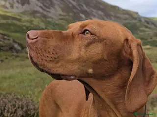 Hungarian Vizsla dogs KCreg Vizsla puppies- 10 in litter 3/3 left - Advert 1