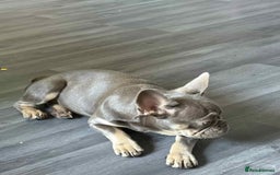 French Bulldog dogs for sale: Female blue/fawn French bulldog  - Image 4