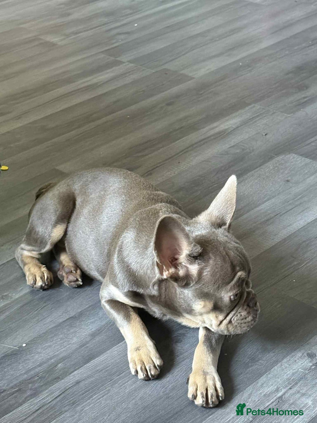 French Bulldog dogs for sale: Female blue/fawn French bulldog  - Image 4