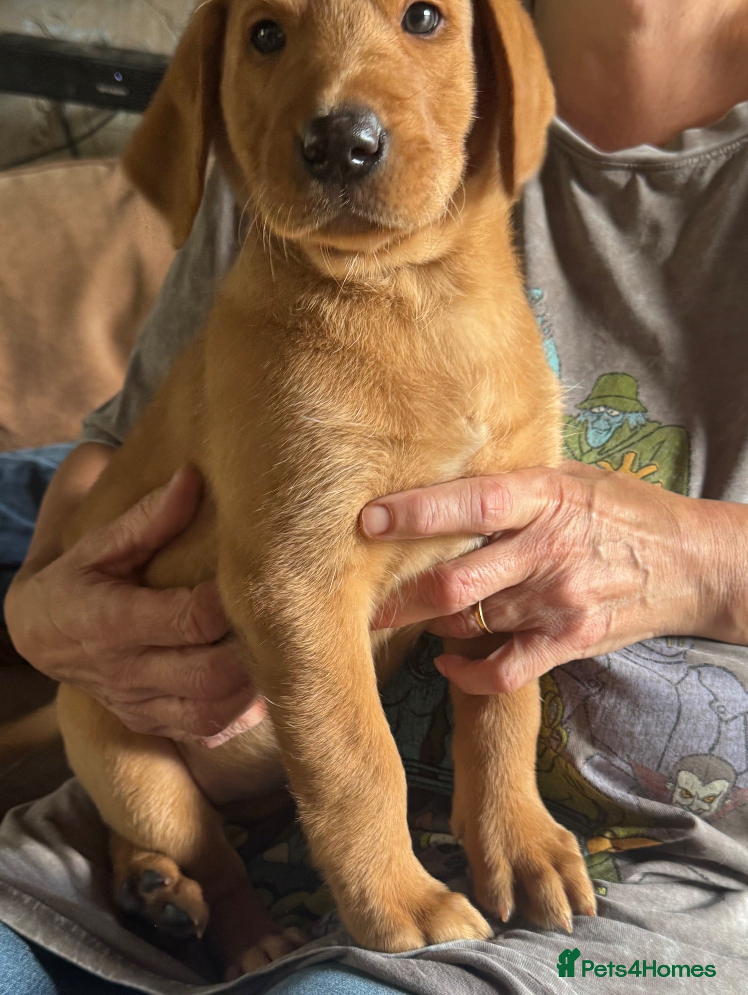 Labrador Retriever dogs Fox red Labradors  - Advert 2