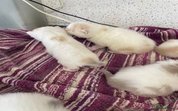 British Shorthair cats for sale: 5  Registered British Shorthair  in Manningtree - Image 25