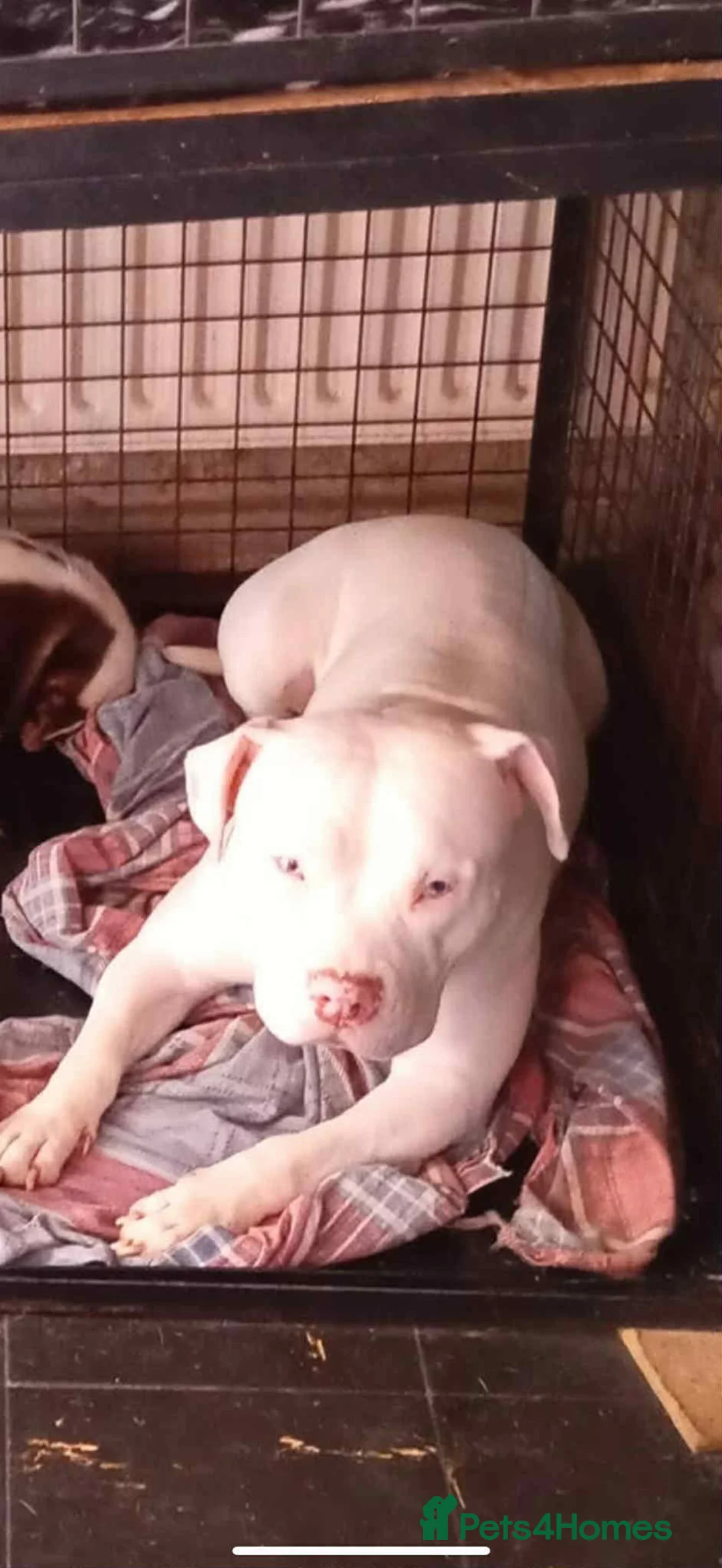 Staffordshire Bull Terrier dogs for adoption: Special home needed for staffie cross - Advert 1