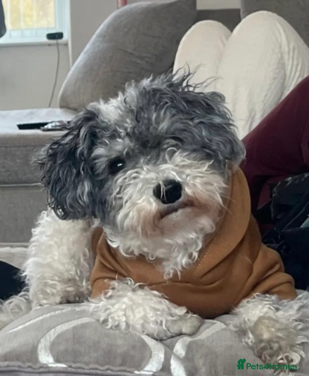 Cavapoochon dogs for sale: Cavapoochon puppies for sale in Liverpool - Advert 2