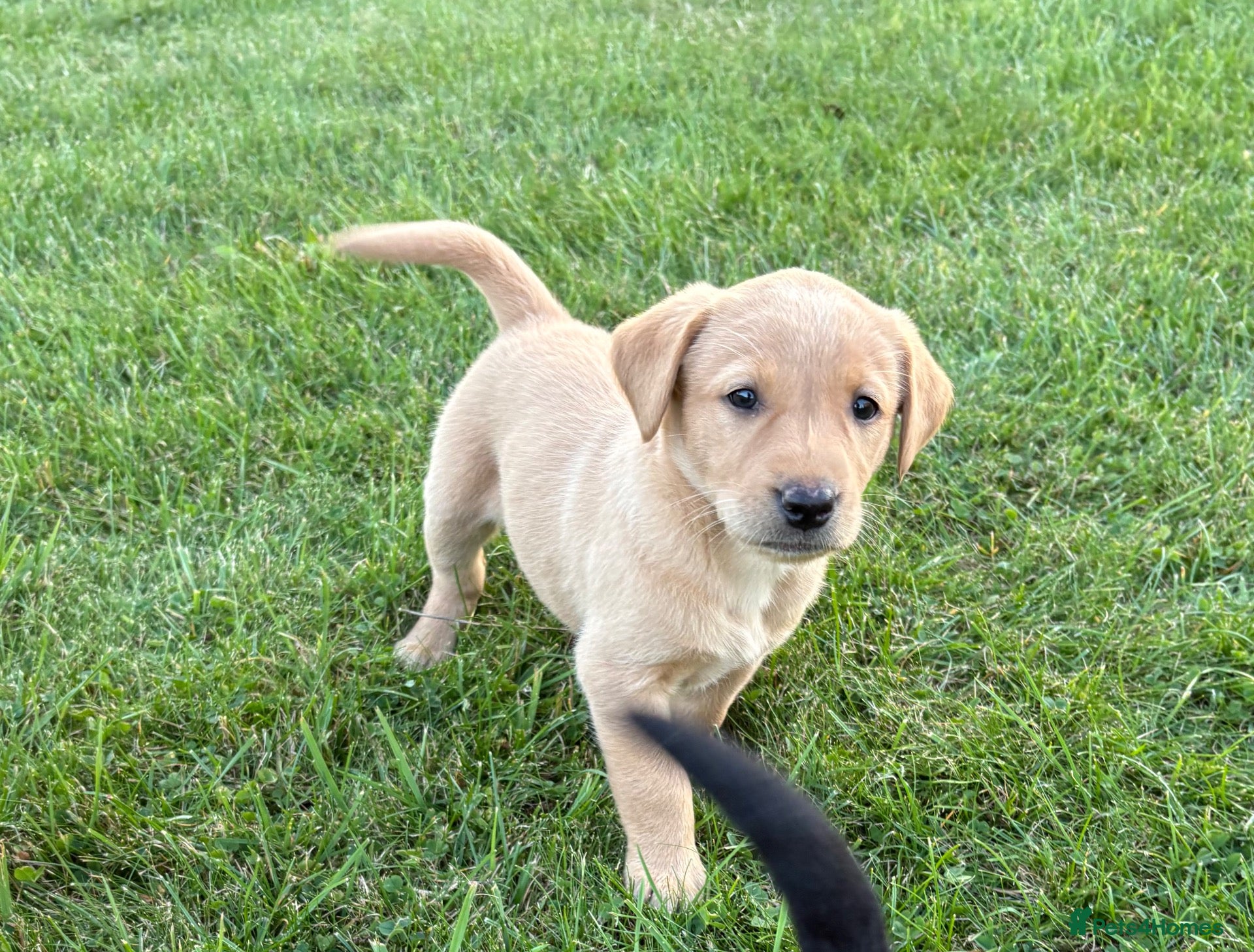 Labrador Retriever dogs Gorgeous KC Labrador Puppies - Advert 2