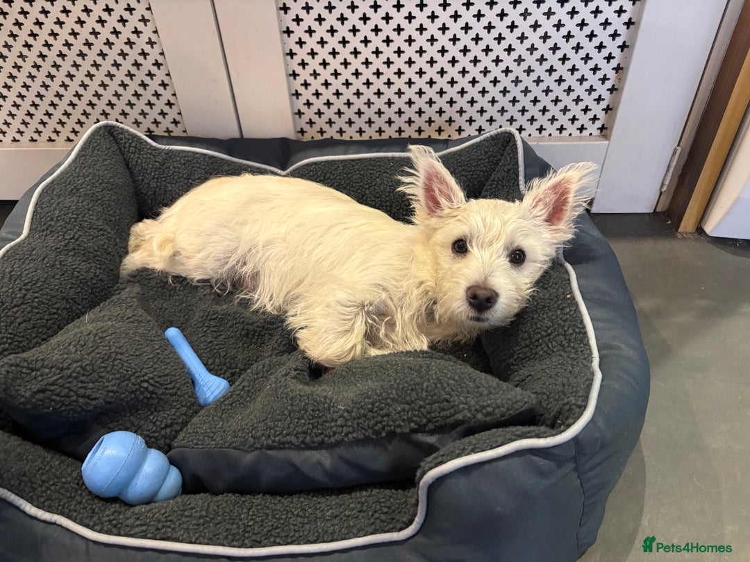 Mixed Breed dogs for sale: Westie/Cairn 5 Month old puppy - Image 5