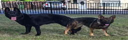 German Shepherd dogs for sale: German shepherd by Vom Geolupa Kennels  - Advert 20