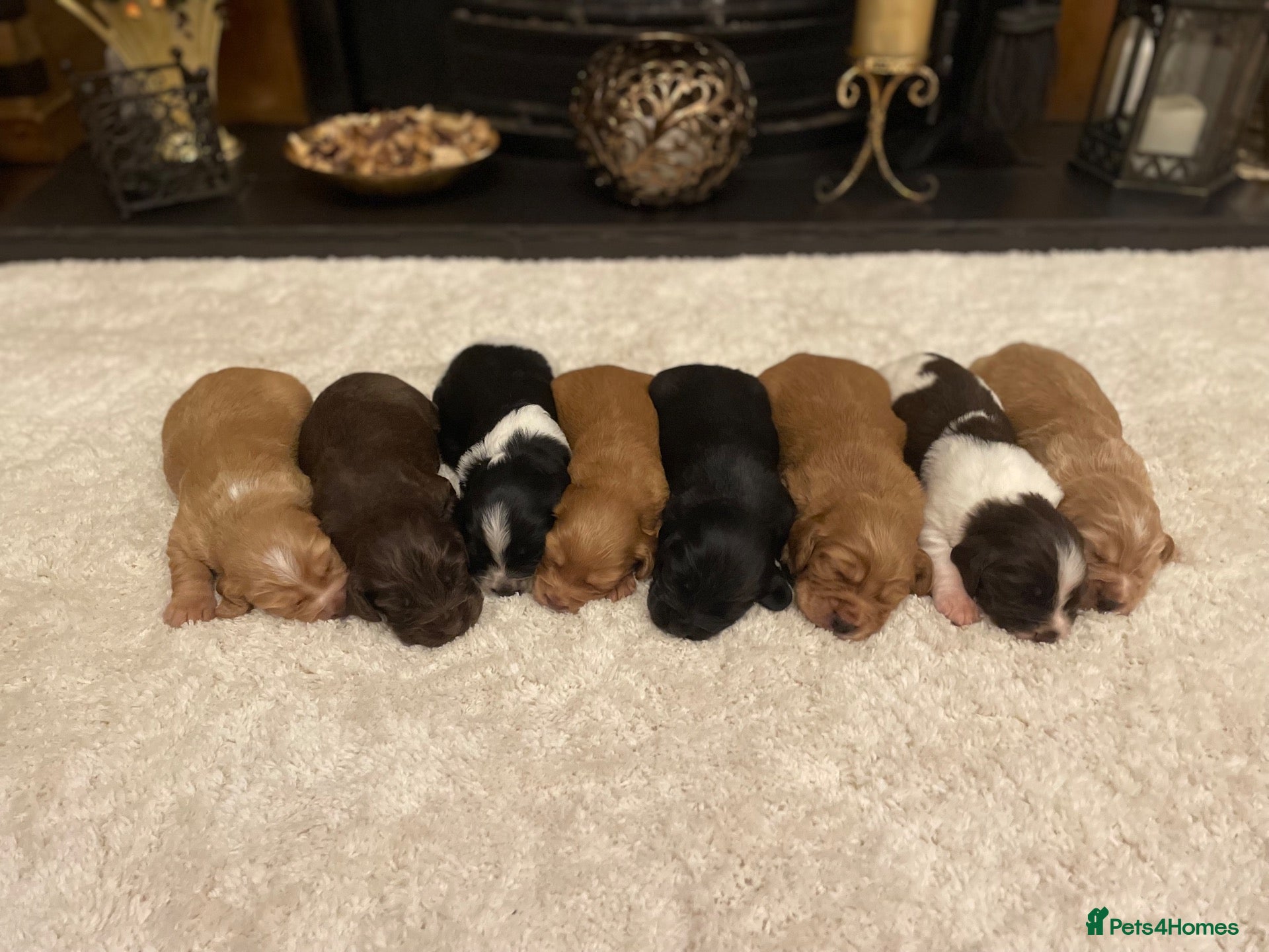 Cocker Spaniel dogs Beautiful litter of cocker spaniel puppies 🐾 - Advert 1