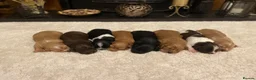 Cocker Spaniel dogs for sale: Beautiful litter of cocker spaniel puppies 🐾 - Advert 11