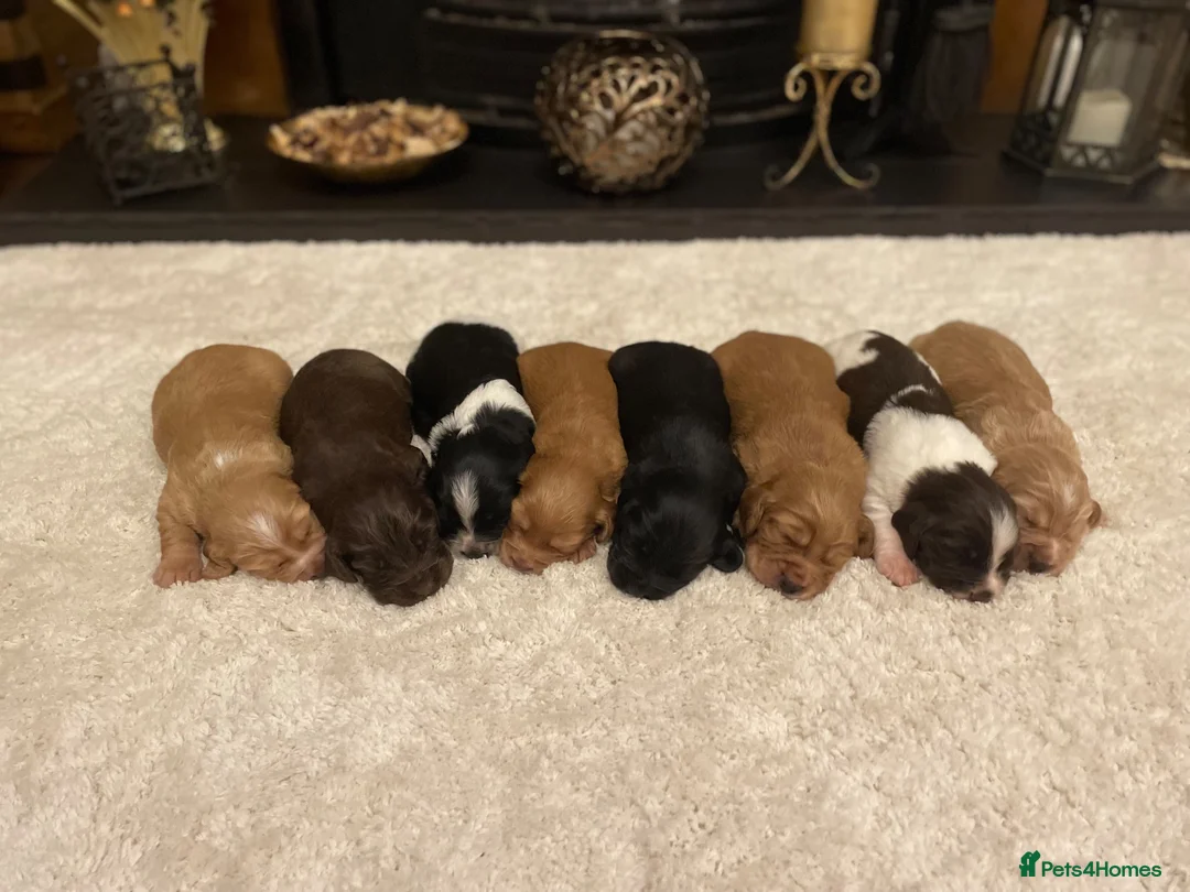Cocker Spaniel dogs for sale: Beautiful litter of cocker spaniel puppies 🐾 - Advert 11
