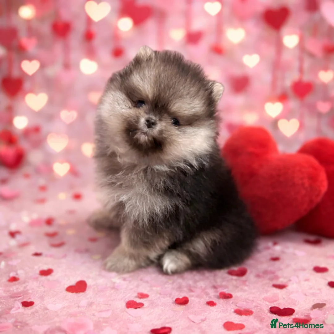 Pomeranian dogs for sale: Stuning Rare Colour Pomeranian Boy - Wolf Sable  - Advert 2