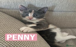 Mixed Breed cats for sale: SWEET PENNY LOOKING FOR HER FAMILY ! - Image 3
