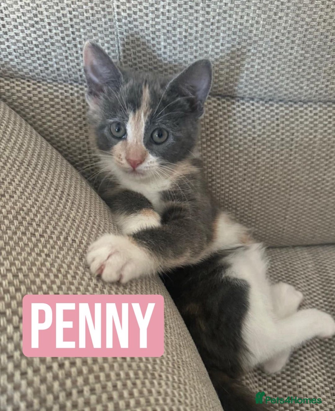 Mixed Breed cats for sale: SWEET PENNY LOOKING FOR HER FAMILY ! - Image 3