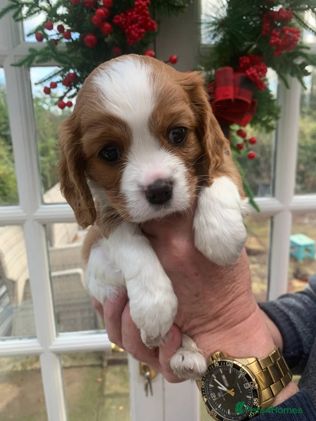Cavalier King Charles Spaniel dogs for sale: Gorgeous KC reg Cavalier Puppies - Advert 10