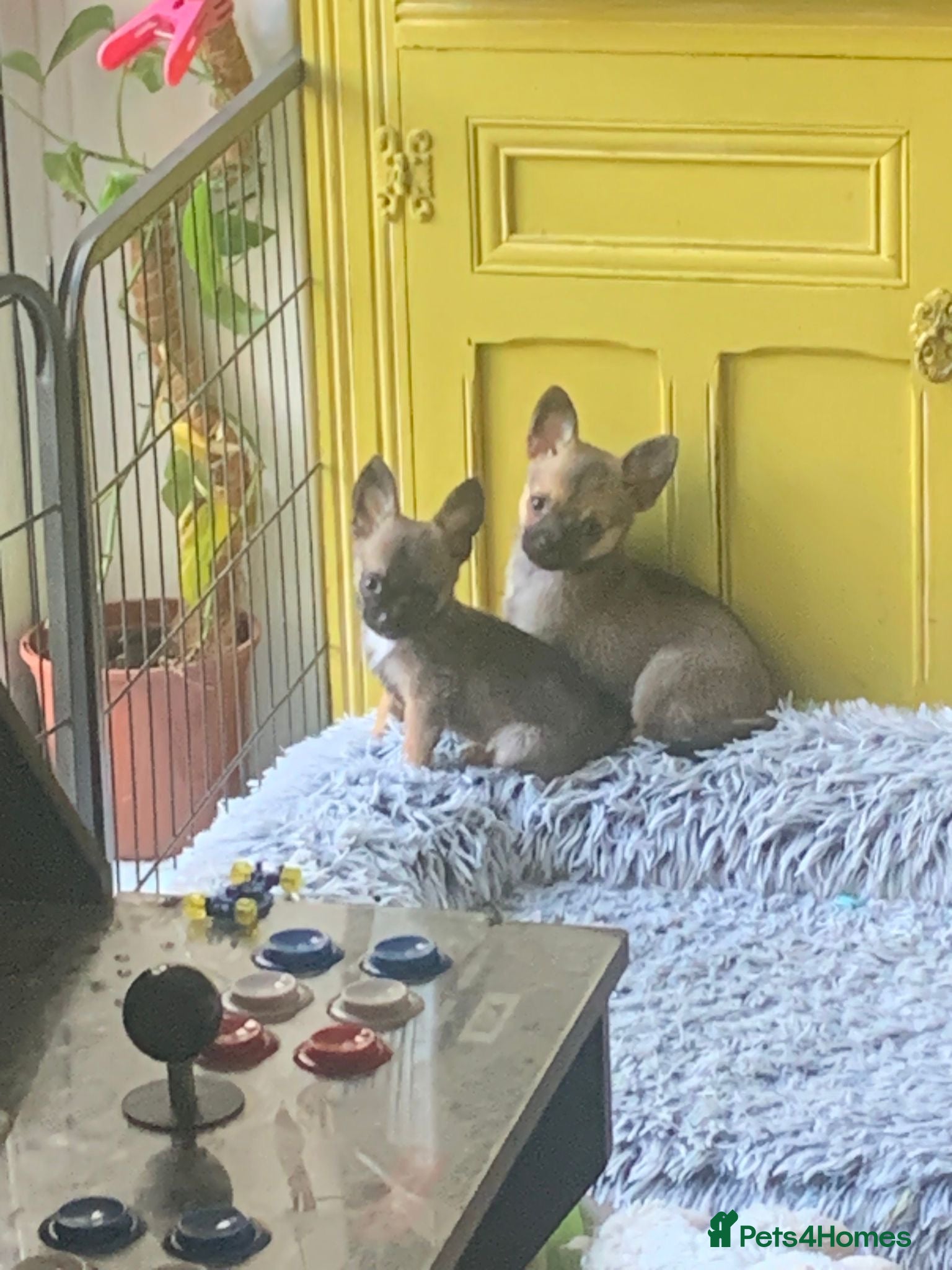 Pomchi dogs 🐶 Beautiful Pomchi pup – 🐶 - Advert 5
