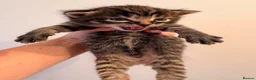 Mixed Breed cats for sale: Gorgeous kittens  - Advert 3