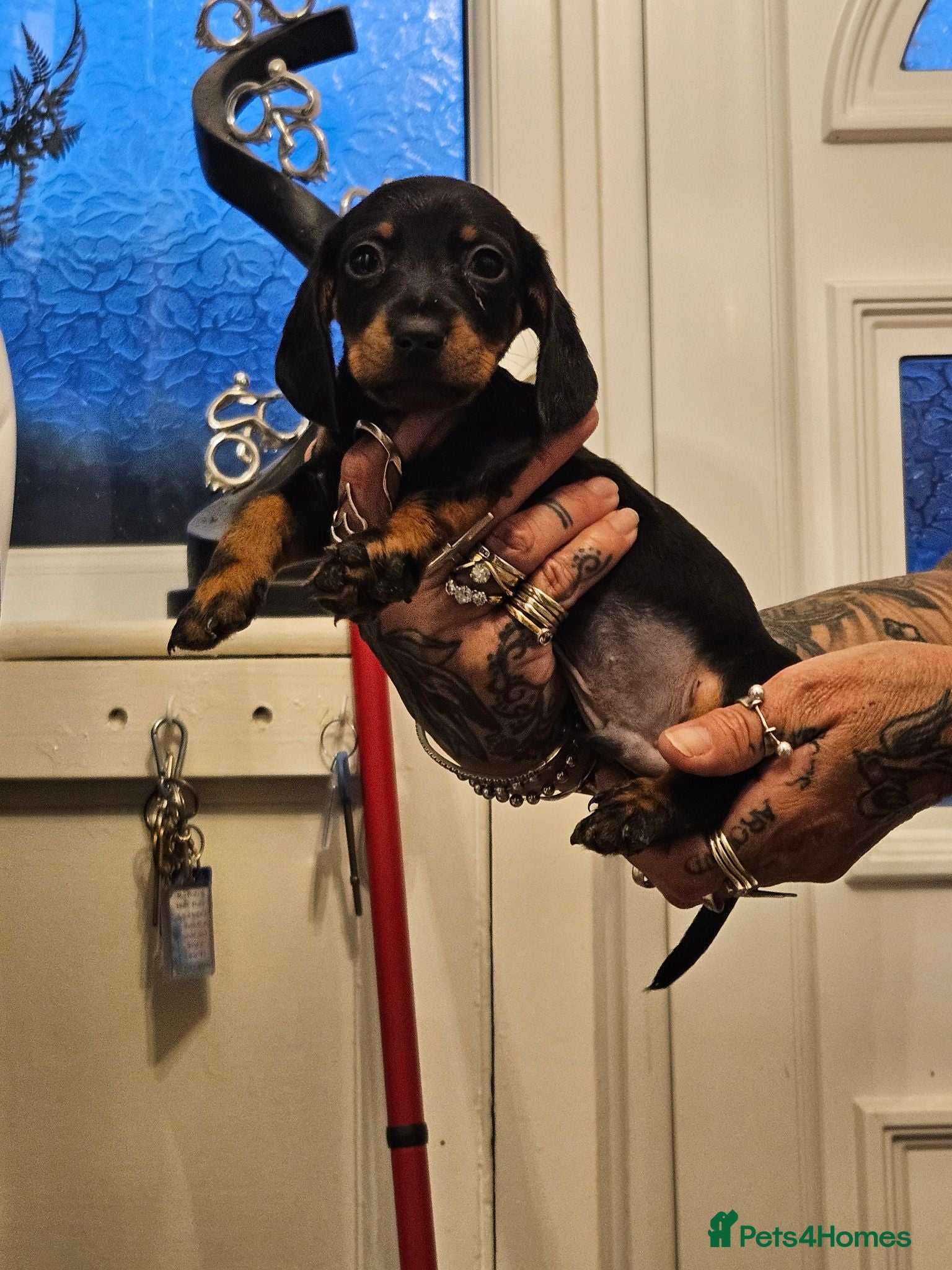 Dachshund dogs Miniture Dashounds - Advert 1