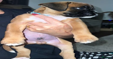 Boxer dogs - Advert 10