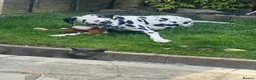 Dalmatian dogs for sale: Boss 4yr old dalmation in Waterlooville - Advert 14