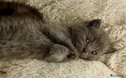 British Shorthair cats for sale: 2 British Shorthair kittens - Image 5