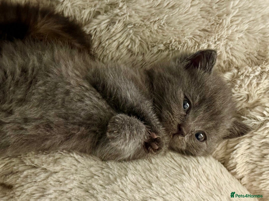 British Shorthair cats for sale: 2 British Shorthair kittens - Image 5