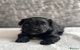 Mixed Breed dogs for sale: 6 beautiful havapoo’s - Image 18
