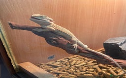 Bearded Dragon reptiles for sale: Baby red morph bearded dragons  - Image 1