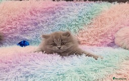 British Shorthair cats for sale: 💙British Shorthair and Long.. Blue kittens ❤️💛💚 - Image 12