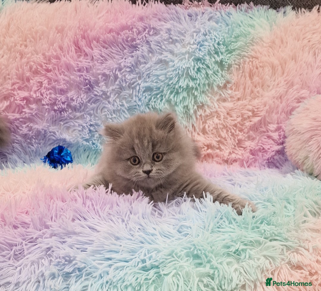 British Shorthair cats for sale: 💙British Shorthair and Long.. Blue kittens ❤️💛💚 - Image 12